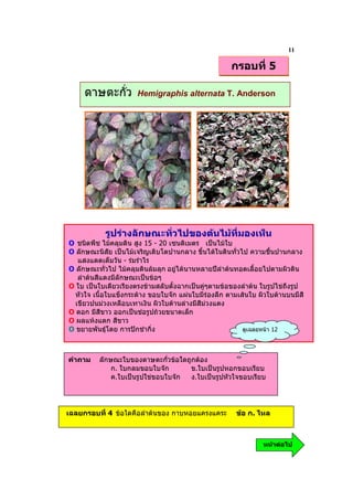 11
                                                     กรอบที่ 5

     ดาษตะกั่ว        Hemigraphis alternata T. Anderson




           รูปรางลักษณะทั่วไปของตนไมที่มองเห็น
O ชนิดพืช ไมคลุมดิน สูง 15 - 20 เซนติเมตร เปนไมใบ
O ลักษณะนิสัย เปนไมเจริญเติบโตปานกลาง ขึ้นไดในดินทั่วไป ความชื้นปานกลาง
   แสงแดดเต็มวัน - รมรําไร
O ลักษณะทั่วไป ไมคลุมดินลมลุก อยูไดนานหลายปลําตนทอดเลื้อยไปตามผิวดิน
   ลําตนสีแดงมีลักษณะเปนขอๆ
O ใบ เปนใบเดียวเรียงตรงขามสลับตั้งฉากเปนคูๆตามขอของลําตน ใบรูปไขถึงรูป
  หัวใจ เนื้อใบแข็งกระดาง ขอบใบจัก แผนใบมีรองลึก ตามเสนใบ ผิวใบดานบนมีสี
  เขียวปนมวงเหลือบเทาเงิน ผิวใบดานลางมีสีมวงแดง
O ดอก มีสีขาว ออกเปนชอรูปถวยขนาดเล็ก
O ผลแหงแตก สีขาว
O ขยายพันธุโดย การปกชํากิ่ง                            ดูเฉลยหนา 12




คําถาม    ลักษณะใบของดาษตะกั่วขอใดถูกตอง
              ก. ใบกลมขอบใบจัก       ข.ใบเปนรูปหอกขอบเรียบ
              ค.ใบเปนรูปใขขอบใบจัก ง.ใบเปนรูปหัวใจขอบเรียบ




เฉลยกรอบที่ 4 ขอใดคือลําตนของ กาบหอยแครงแคระ        ขอ ก. ไหล



                                                               หนาตอไป
 