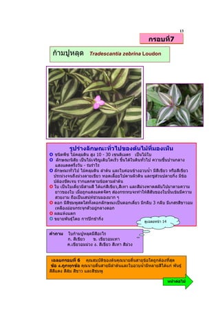 13
                                                     กรอบที่7

 กามปูหลุด          Tradescantia zebrina Loudon




          รูปรางลักษณะทั่วไปของตนไมที่มองเห็น
O ชนิดพืช ไมคลุมดิน สูง 10 - 30 เซนติเมตร เปนไมใบ
O ลักษณะนิสัย เปนไมเจริญเติบโตเร็ว ขึ้นไดในดินทั่วไป ความชื้นปานกลาง
   แสงแดดครึ่งวัน - รมรําไร
O ลักษณะทั่วไป ไมคลุมดิน ลําตน และใบคอนขางอวบน้ํา มีสีเขียว หรือสีเขียว
  ประมวงจนถึงมวงลายเขียว ทอดเลื้อยไปตามผิวดิน และชูสวนปลายกิ่ง มีขอ
  ปลองชัดเจน รากแตกตามขอตามลําตน
O ใบ เปนใบเดี่ยวมีสามสี ไดแกสีเขียว,สีเทา และสีมวงพาดสลับไปมาตามความ
  ยาวของใบ เมื่อถูกแสงแดดจัดๆ สองกระทบจะทําใหสีสันของใบนั้นเขมมีความ
  สวยงาม ถือเปนเสนหชวนมองมาก ๆ
O ดอก มีสีชมพูสดใสทั้งดอกลักษณะเปนดอกเดี่ยว มีกลีบ 3 กลีบ มีเกสรสีขาวอม
  เหลืองออนกระจุกตัวอยูกลางดอก
O ผลแหงแตก
O ขยายพันธุโดย การปกชํากิ่ง
                                                   ดูเฉลยหนา 14


คําถาม   ใบกามปูหลุดมีสีอะไร
         ก. สีเขียว   ข. เขียวอมเทา
         ค.เขียวอมมวง ง. สีเขียว สีเทา สีมวง


 เฉลยกรอบที่ 6 คุณสมบัติของตนคุณนายตื่นสายขอใดถูกตองทีสุด  ่
 ขอ ง.ถูกทุกขอ คุณนายตื่นสายมีลําตนและใบอวบน้ํามีหลายสีไดแก พันธุ
สีสีแดง สีสม สีขาว และสีชมพู

                                                                   หนาตอไป
 