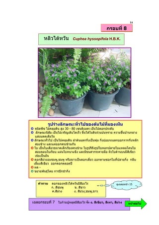 14
                                                       กรอบที่ 8

         หลิวไตหวัน          Cuphea hyssopifola H.B.K.




            รูปรางลักษณะทั่วไปของตนไมที่มองเห็น
O ชนิดพืช ไมคลุมดิน สูง 30 - 80 เซนติเมตร เปนไมดอกประดับ
O ลักษณะนิสัย เปนไมเจริญเติบโตเร็ว ขึ้นไดในดินรวนปนทราย ความชื้นปานกลาง
   แสงแดดเต็มวัน
O ลักษณะทั่วไป เปนไมคลุมดิน ลําตนแตกกิ่งเปนพุม กิ่งยอยจะแตกออกจากกิ่งหลัก
   สองขาง และแผออกตรงขามกัน
O ใบ เปนใบเดี่ยวขนาดเล็กเรียงตรงขาม ใบรูปรีถึงรูปใบหอกปลายใบแหลมโคนใบ
   สอบขอบใบเรียบ แผนใบหนาแข็ง และมีขนสากระคายมือ ผิวใบดานบนมีสีเขียว
   เขมเปนมัน
O ดอกสีมวงอมชมพู,ชมพู หรือขาวเปนดอกเดี่ยว ออกตามซอกใบที่ปลายกิง กลีบ่
  เลี้ยงสีเขียว ออกดอกตลอดป
O ผล -
O ขยายพันธุโดย การปกชํากิ่ง


     คําถาม    ดอกของหลิวไตหวันมีสีอะไร                      ดูเฉลยหนา 15
               ก. สีชมพู     ข. สีขาว
               ค.สีมวง      ง. สีมวง,ชมพู,ขาว


เฉลยกรอบที่ 7 ใบกามปูหลุดมีสีอะไร H ง. สีเขียว, สีเทา, สีมวง         หนาตอไป
 