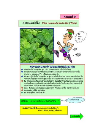 15
                                                   กรอบที่ 9

 สะระแหนฝรั่ง           Pilea nummularifolia (Sw.) Wedd.



                                                                     ไม
                                                                     คลุม
                                                                     ดิน




          รูปรางลักษณะทั่วไปของตนไมที่มองเห็น
O ชนิดพืช เปนไมคลุมดิน สูง 15 - 20 เซนติเมตร เปนไมใบในรม
O ลักษณะนิสัย เปนไมเจริญเติบโตเร็วขึ้นไดในดินทั่วไประบายน้ําดี ความชื้น
  ปานกลาง แสงแดดรําไร หรือแสงแดดชวงเชา
O ลักษณะทั่วไป เปนไมคลุมดิน ลําตนอวบน้ําสีเขียวปนมวงแดง แตกกิ่งกานเปน
  พุมทอดเลื้อยไปตามผิวดินชูยอดขึ้น มีรากออกตามขอ ลําตน และใบมีขนสีขาว
O ใบ เปนใบเดี่ยวเรียงตรงขามสลับตั้งฉาก ใบรูปไขกวางเกือบกลม ปลายใบกลม
   มนโคนใบมนขอบใบหยักมน แผนใบหยิกยน เสนใบเปนรองชัดเจน และมักมี
  ขนแข็งเล็กๆ ผิวใบดานบนสีเขียวสดถึงเขียวออน
O ดอก: สีเขียว ออกเปนชอเเบบชอกระจุก กานชอดอกสั้น ดอกมีขนาดเล็ก
O ผลผลแหง รูปไข เมล็ดลอน
O ขยายพันธุโดย การปกชํากิ่ง


                                                          ดูเฉลยหนา 16
คําถาม สะระแหนฝรั่ง ขยายพันธุโดยวิธีใด


 เฉลยกรอบที่ 8 ดอกของหลิวไตหวันมีสีอะไร
                    ขอ ง. สีมวง ,ชมพู ,หรือขาว

                                                             หนาตอไป
 