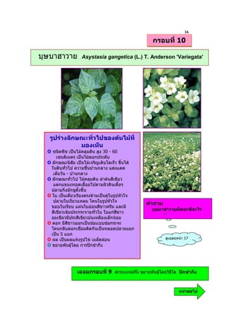 16
                                                     กรอบที่ 10

บุษบาฮาวาย         Asystasia gangetica (L.) T. Anderson 'Variegata'




   รูปรางลักษณะทั่วไปของตนไมที่
              มองเห็น
  O ชนิดพืช เปนไมคลุมดิน สูง 30 - 60
       เซนติเมตร เปนไมดอกประดับ
  O ลักษณะนิสัย เปนไมเจริญเติบโตเร็ว ขึ้นได
    ในดินทั่วไป ความชื้นปานกลาง แสงแดด
     เต็มวัน - ปานกลาง
  O ลักษณะทั่วไป ไมคลุมดิน ลําตนสีเขียว
     แตกแขนงทอดเลื้อยไปตามผิวดินเตี้ยๆ
    ปลายกิ่งมักชูตั้งขึ้น
  O ใบ เปนเดี่ยวเรียงตรงขามเปนคูใบรูปหัวใจ
     ปลายใบเรียวแหลม โคนใบรูปหัวใจ
                                                  คําถาม
    ขอบใบเรียบ แผนใบออนสีขาวครีม และมี
                                                     บุษบาฮาวายมีดอกสีอะไร
    สีเขียวเขมประกระจายทั่วใบ ใบแกสีขาว
    อมเขียวมีประสีเขียวปนเหลืองเล็กนอย
  O ดอก มีสีขาวออกเปนชอเเบบชอกระจะ
    โคนกลีบดอกเชื่อมติดกันเปนหลอดปลายแยก
    เปน 5 แฉก
  O ผล เปนผลแหงรูปไข เมล็ดลอน                          ดูเฉลยหนา 17
  O ขยายพันธุโดย การปกชํากิ่ง




                 เฉลยกรอบที่ 9 สะระแหนฝรั่ง ขยายพันธุโดยวิธีใด ปกชํากิ่ง


                                                                  หนาตอไป
 