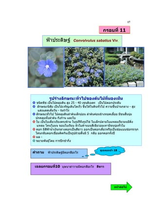 17

                                                   กรอบที่ 11

         ฟาประดิษฐ         Convolvulus sabatius Viv.




            รูปรางลักษณะทั่วไปของตนไมที่มองเห็น
O ชนิดพืช เปนไมคลุมดิน สูง 25 - 40 เซนติเมตร เปนไมดอกประดับ
O ลักษณะนิสัย เปนไมเจริญเติบโตเร็ว ขึ้นไดในดินทั่วไป ความชื้นปานกลาง - สูง
    แสงแดดเต็มวัน - รมรําไร
O ลักษณะทั่วไป ไมคลุมดินลําตนเล็กออน ลําตนคอนขางทอดเลื้อย มีขนสั้นนุม
  ปกคลุมทั้งลําตน กิ่งกาน และใบ
O ใบ เปนใบเดี่ยวเรียงตรงขาม ใบรูปรีถึงรูปไข ใบเล็กปลายใบแหลมเรียวมนมีติ่ง
   แหลม โคนใบมน ขอบใบเรียบ ผิวใบดานบนสีเขียวอมเทามีขนนุมทั่วใบ
O ดอก มีสีฟาน้ําเงินกลางดอกเปนสีขาว ออกเปนดอกเดี่ยวหรือเปนชอแบบชอกระจุก
  โคนกลีบดอกเชื่อมติดกันเปนรูปถวยตื้นมี 5 กลีบ ออกดอกทั้งป
O ผล -
O ขยายพันธุโดย การปกชํากิ่ง

                                                 ดูเฉลยหนา 18
คําถาม     ฟาประดิษฐมีดอกสีอะไร



 เฉลยกรอบที่10 บุษบาฮาวายมีดอกสีอะไร สีขาว




                                                           หนาตอไป
 