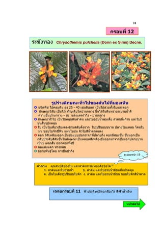 18

                                                       กรอบที่ 12

ระฆังทอง       Chrysothemis pulchella (Donn ex Sims) Decne.




            รูปรางลักษณะทั่วไปของตนไมที่มองเห็น
O ชนิดพืช ไมคลุมดิน สูง 25 - 40 เซนติเมตร เปนไมสวยทั้งใบและดอก
O ลักษณะนิสัย เปนไมเจริญเติบโตปานกลาง ขึ้นไดในดินทรายระบายน้ําดี
   ความชื้นปานกลาง - สูง แสงแดดรําไร - ปานกลาง
O ลักษณะทั่วไป เปนไมคลุมดินลําตน และใบอวบน้ําพุมเตี้ย ลําตนกิ่งกาน และใบมี
  ขนสั้นๆปกคลุม
O ใบ เปนใบเดี่ยวเรียงตรงขามสลับตั้งฉาก ใบรูปรีขอบขนาน ปลายใบแหลม โคนใบ
   มน ขอบใบจักซี่ฟน แผนใบยน ผิวใบสีน้ําตาลแดง
O ดอก มีสีเหลืองออกเปนชอแบบชอกระจุกที่ปลายกิ่ง ดอกมีสองชั้น ชั้นนอกเปน
  กลีบประดับสีสมชั้นในลักษณะเปนหลอดสีเหลืองยื่นออกมาจากชั้นนอกปลายบาน
  เปน5 แฉกสั้น ออกดอกทั้งป
O ผลแหงแตก ทรงกลม
O ขยายพันธุโดย การปกชํากิ่ง
                                                                 ดูเฉลยหนา 19



 คําถาม คุณสมบัติของใบ และลําตนระฆังทองคือขอใด
      ก. ลําตนและใบอวบน้ํา        ข. ลําตน และใบอวบน้ํามีขนสั้นปกคลุม
      ค. เปนใบเดี่ยวรูปรีขอบใบจัก ง. ลําตน และใบอวบน้ํามีขน ขอบใบจักสีน้ําตาล




             เฉลยกรอบที่ 11 ฟาประดิษฐมีดอกสีอะไร สีฟาน้ําเงิน


                                                                   หนาตอไป
 