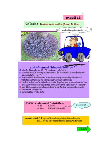 19
                                                     กรอบที่ 13

      หัวใจมวง       Tradescantia pallida (Rose) D. Hunt.

                                              จบเรื่องไมคลุมดินแลว




           รูปรางลักษณะทั่วไปของตนไมที่มองเห็น
O ชนิดพืช ไมคลุมดิน สูง 15 - 30 เซนติเมตร เปนไมใบ
O ลักษณะนิสัย เปนไมเจริญเติบโตปานกลาง ขึ้นไดในดินทั่วไป ความชื้นปานกลาง
   แสงแดดเต็มวัน - รมรําไร
O ลักษณะทั่วไป เปนไมคลุมดิน ลําตนเปนเถากลมสีมวงเขมมีขอปลองชัดเจน
  ทอดเลื้อยไปตามผิวดิน ตน เเละใบคอนขางอวบน้ํา ยอดชูตั้งขึ้น
O ใบ เปนใบเดี่ยวเรียงเวียนสลับเปนวงรอบตน ใบรูปรีขอบขนาน ปลายใบแหลม โคน
  ใบแผเปนกาบหุมลําตน ขอบใบเรียบ แผนใบหนาเปราะ มีขนออนบางๆ ผิวใบสีมวง
O ดอก มีสีมวงอมชมพู ออกเปนดอกเดี่ยวตามซอกใบที่ปลายกิ่ง ดอกมีขนาดเล็ก
O ผลแหงแตก เมล็ดรูปแถบ
O ขยายพันธุโดย การปกชํากิ่ง




      คําถาม สวนใดของตนหัวใจมวงที่มีสีมวง
                                                               ดูเฉลยหนา 20
                   ก. ใบ       ข. ลําตน
                   ค. ดอก      ง. ลําตน ใบ และดอก




      เฉลยกรอบที่ 12 คุณสมบัติของใบและลําตนระฆังทองคือขอใด
                   ขอ ง. ลําตน และใบอวบน้ํามีขน ขอบใบจักสีน้ําตาล



                                                                   หนาตอไป
 