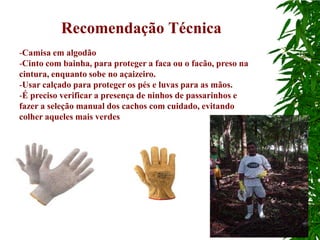 Recomendação Técnica
-Camisa em algodão
-Cinto com bainha, para proteger a faca ou o facão, preso na
cintura, enquanto sobe no açaizeiro.
-Usar calçado para proteger os pés e luvas para as mãos.
-É preciso verificar a presença de ninhos de passarinhos e
fazer a seleção manual dos cachos com cuidado, evitando
colher aqueles mais verdes
 
