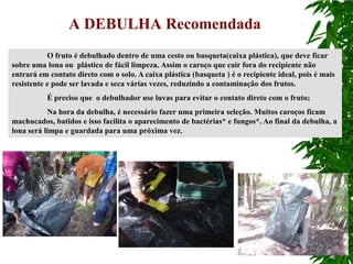 A DEBULHA Recomendada
           O fruto é debulhado dentro de uma cesto ou basqueta(caixa plástica), que deve ficar
sobre uma lona ou plástico de fácil limpeza. Assim o caroço que cair fora do recipiente não
entrará em contato direto com o solo. A caixa plástica (basqueta ) é o recipiente ideal, pois é mais
resistente e pode ser lavada e seca várias vezes, reduzindo a contaminação dos frutos.
          É preciso que o debulhador use luvas para evitar o contato direto com o fruto;
           Na hora da debulha, é necessário fazer uma primeira seleção. Muitos caroços ficam
machucados, batidos e isso facilita o aparecimento de bactérias* e fungos*. Ao final da debulha, a
lona será limpa e guardada para uma próxima vez.
 
