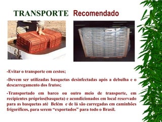 TRANSPORTE Recomendado




-Evitar o transporte em cestos;
-Devem ser utilizadas basquetas desinfectadas após a debulha e o
descarregamento dos frutos;
-Transportado em barco ou outro meio de transporte, em
recipientes próprios(basqueta) e acondicionados em local reservado
para as basquetas até Belém e de lá são carregadas em caminhões
frigoríficos, para serem “exportados” para todo o Brasil.
 