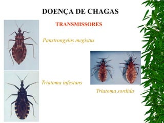 DOENÇA DE CHAGAS
      TRANSMISSORES

Panstrongylus megistus




Triatoma infestans
                         Triatoma sordida
 