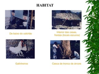 HABITAT




                                   Interior das casas,
De baixo do colchão
                                frestas (locais escuros)




     Galinheiros            Casca de tronco de árvore
 