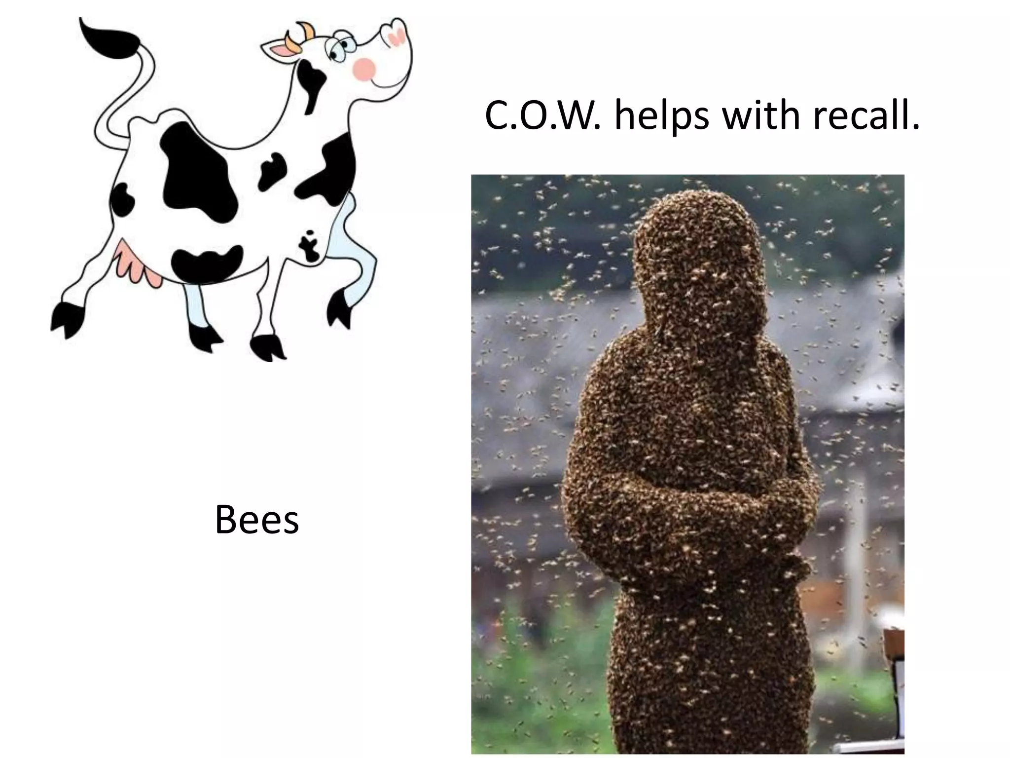 C.O.W. helps with recall.
Bees
 