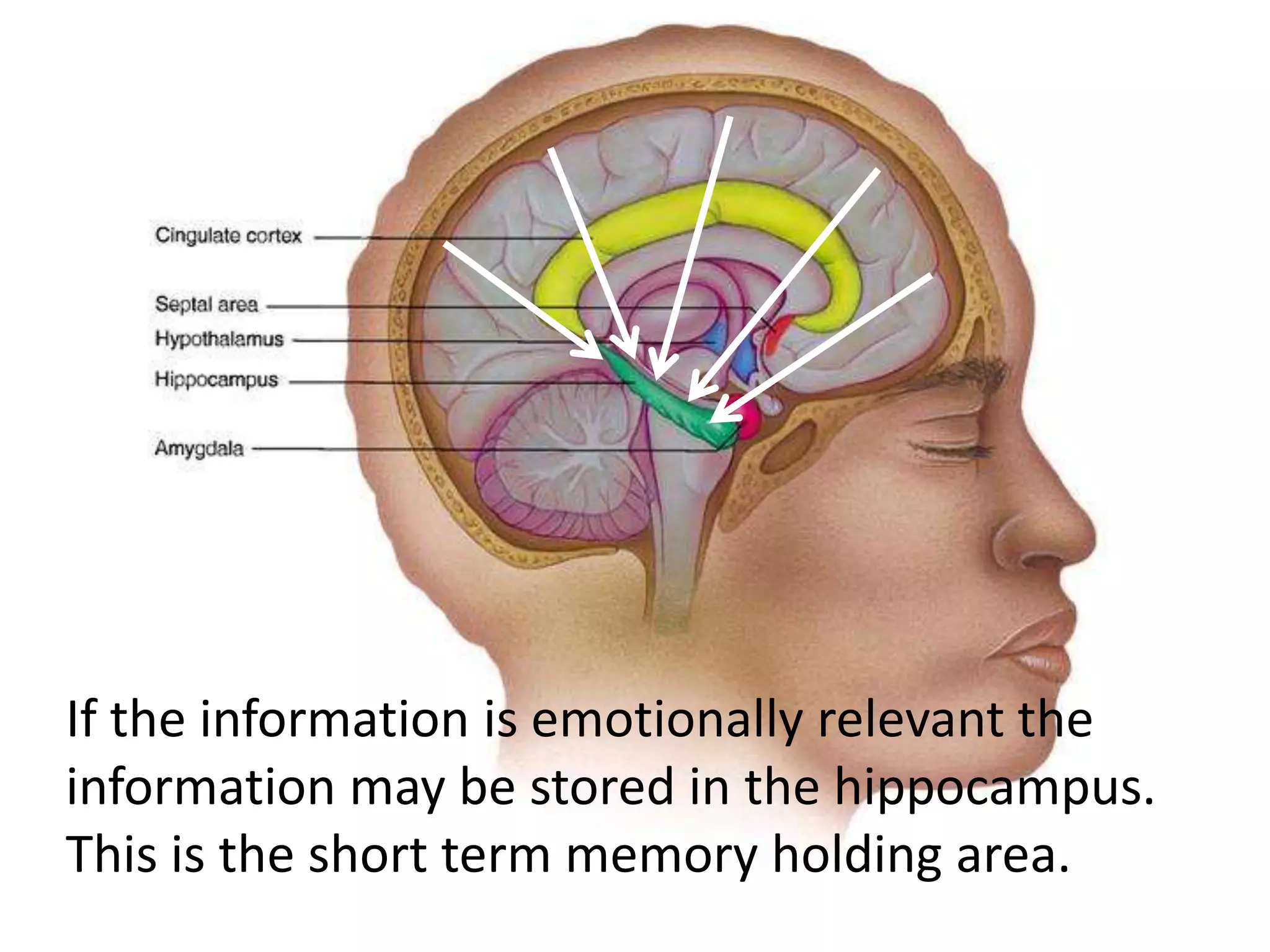 If the information is emotionally relevant the
information may be stored in the hippocampus.
This is the short term memory holding area.
 