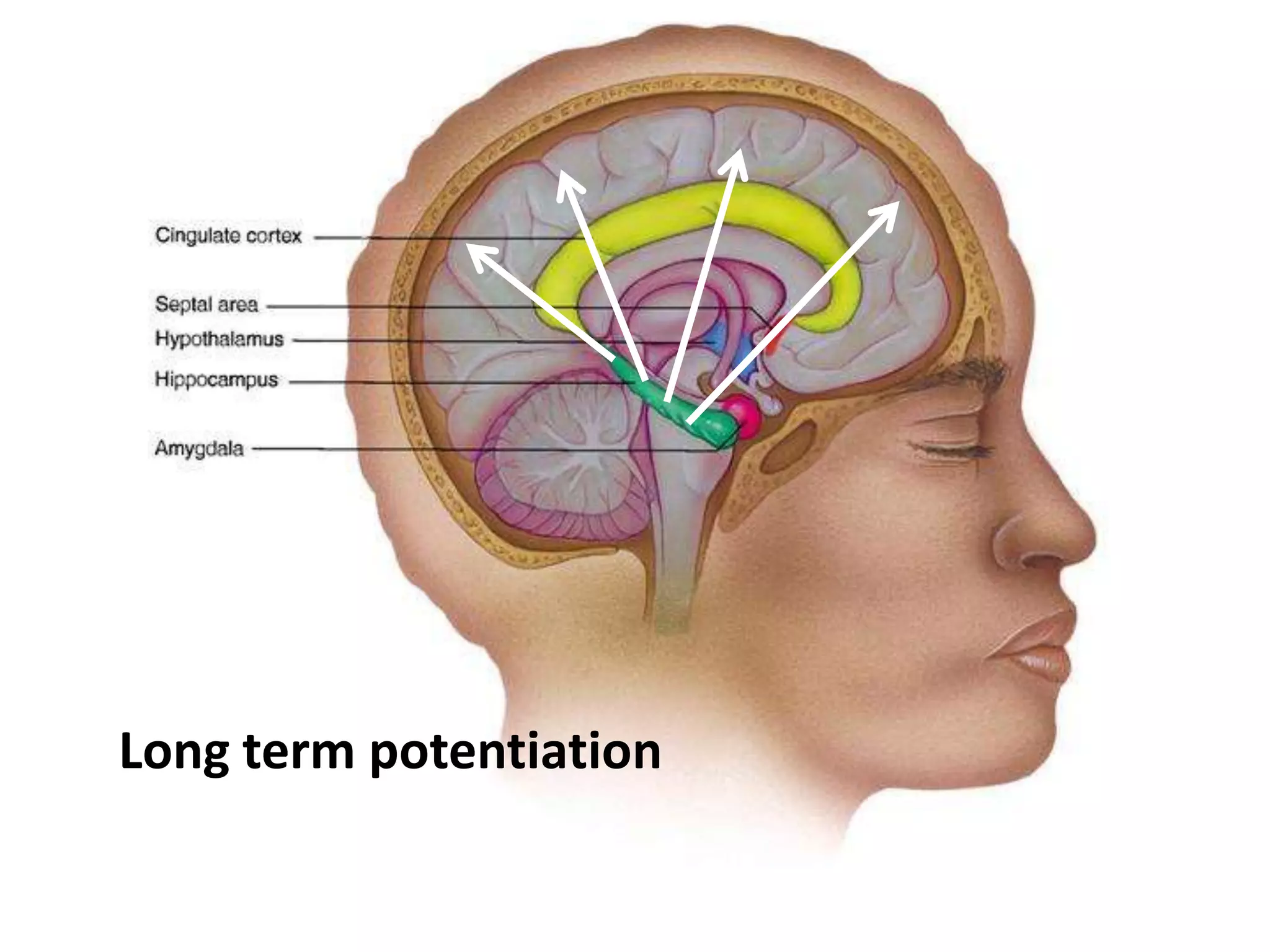 Long term potentiation
 