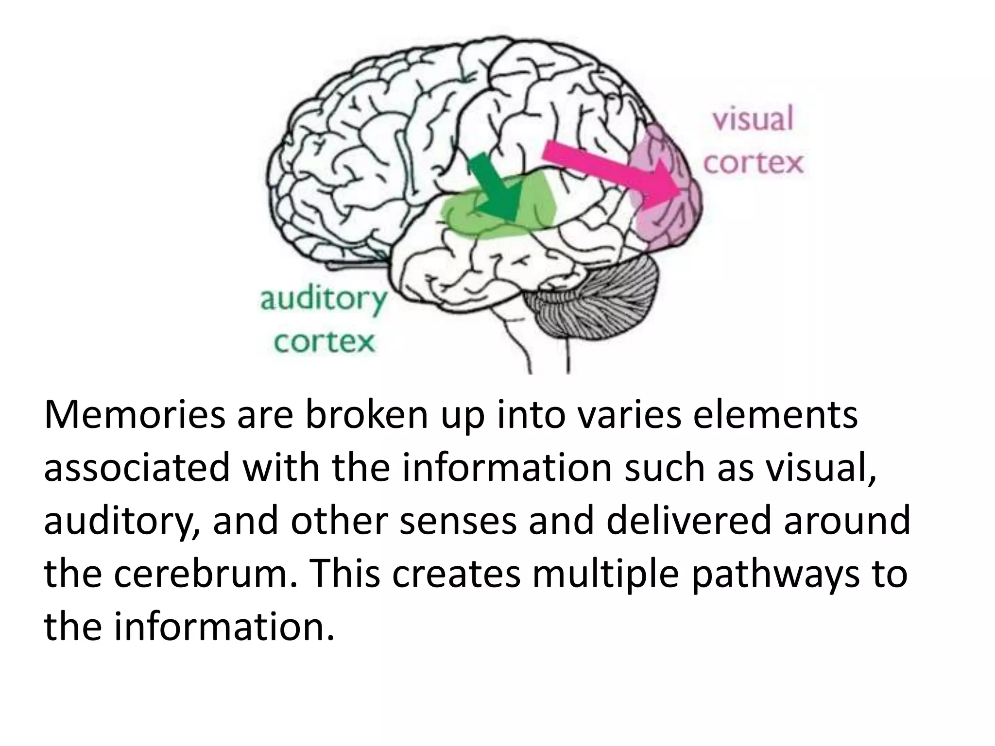 Memories are broken up into varies elements
associated with the information such as visual,
auditory, and other senses and delivered around
the cerebrum. This creates multiple pathways to
the information.
 