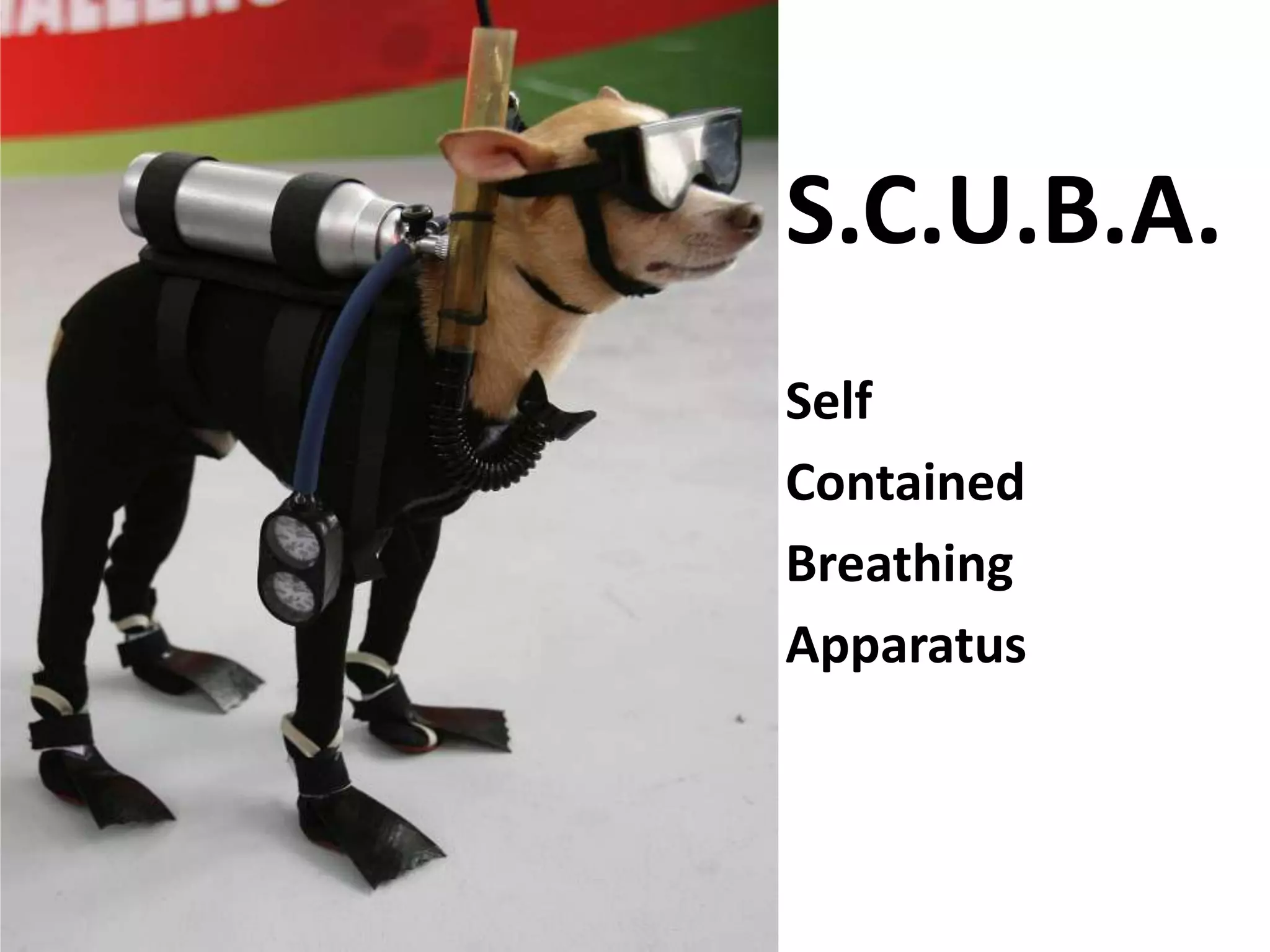 S.C.U.B.A.
Self
Contained
Breathing
Apparatus
 