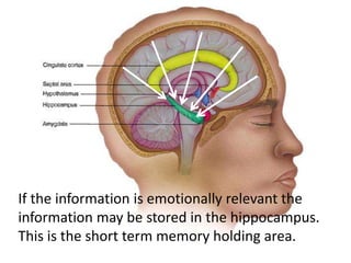 If the information is emotionally relevant the
information may be stored in the hippocampus.
This is the short term memory holding area.
 