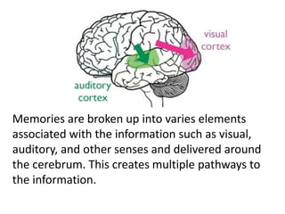 Memories are broken up into varies elements
associated with the information such as visual,
auditory, and other senses and delivered around
the cerebrum. This creates multiple pathways to
the information.
 