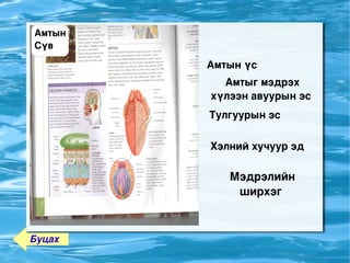 Амтын 
    Сүв 

                 Амтын үс 
                   Амтыг мэдрэх 
                 хүлээн авуурын эс 
                 Тулгуурын эс 

                 Хэлний хучуур эд 

                    Мэдрэлийн 
                     ширхэг 



    Буцах     
 