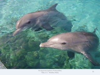 9ο Δθμοτικό Σχολείο Πτολεμαΐδασ
                                  55
    Τάξθ: Δϋ1 Θλιάδθσ Θλίασ
 