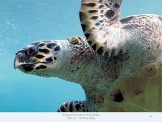 9ο Δθμοτικό Σχολείο Πτολεμαΐδασ
                                  56
    Τάξθ: Δϋ1 Θλιάδθσ Θλίασ
 