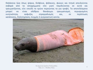 Θαλάςςια ηϊα όπωσ ψάρια, δελφίνια, φάλαινεσ, φϊκιεσ και πτθνά απειλοφνται
ςοβαρά από τα απορρίμματα είτε γιατί παγιδεφονται ςε αυτά και
τραυματίηονται, είτε επειδι τα τρϊνε περνϊντασ τα για τροφι. Τα αποτελζςματα
μπορεί     να   είναι    ολζκρια:    κανάςιμοι   τραυματιςμοί,   περιοριςμζνθ
κινθτικότθτα,      αςφυξία,      ςτραγγαλιςμόσ      και,    ςε     περίπτωςθ
κατάποςθσ, δθλθτθρίαςθ, πνιγμόσ ι αναγκαςτικι αςιτία.




                            9ο Δθμοτικό Σχολείο Πτολεμαΐδασ
                                                                            6
                                Τάξθ: Δϋ1 Θλιάδθσ Θλίασ
 