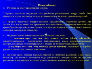 Кровоснабжение.
1.   Роговица не имеет кровеносных сосудов.

2. Краевая петлистая сосудистая сеть роговицы располагается вокруг лимба. Она
образуется за счет мелких сосудов, ответвляющихся от передних ресничных артерий.

3. Передние ресничные артерии являются продолжением мышечных артерий. Не
доходя 3—4 мм до лимба, они проникают в глазное яблоко, где образуют большой круг
кровообращения радужки и сосудистое сплетение ресничного тела совместно с задними
длинными ресничными артериями.

4.  В краевой петлистой сосудистой сети различают две зоны:
       1) поверхностную  сеть,  или  зону  краевых  петель  (plexus  episcleralis),
характеризующуюся       поверхностно расположенным слоем перекрещивающихся
сосудов, отходящих от эписклеральных и отчасти от конъюнктивальных артерий;
    2) глубокую  сеть,  или  зону  палисад  (plexus  scleralis), состоящую из глубоко
расположенного слоя, в норме невидимого.

5. Венозная кровь оттекает главным образом по передним ресничным венам (вены
Швальбе), ход которых аналогичен ходу одноименных артерий. Кровь из передних
ресничных вен изливается в глазные вены — основные венозные коллекторы глазницы.
 