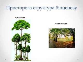 Просторова структура біоценозу
   Ярусність

                    Мозаїчність
 