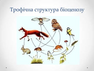 Трофічна структура біоценозу
 