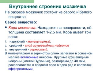 Внутреннее строение мозжечка
На разрезе мозжечок состоит из серого и белого
  вещества
Серое вещество:
 Кора мозжечка. Находится на поверхности, её
  толщина составляет 1-2,5 мм. Кора имеет три
  слоя:
1. наружный - молекулярный,
2.  средний - слой грушевидных нейронов
3. внутренний - зернистый.
В молекулярном и зернистом слоях залегают в основном
   мелкие вставочные нейроны. Крупные грушевидные
   нейроны (клетки Пуркинье), размерами до 40 мкм,
   располагаются в среднем слое в один ряд и являются
   эфферентными.
 