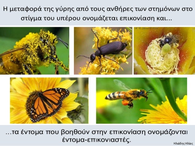 Διαδρομές της γύρης, ταξίδια των σπόρων. Ο πολλαπλασιασμός των φυτών …