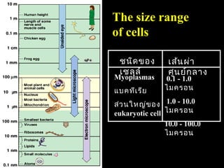The size range
of cells

 ชนิด ของ        เส้น ผ่า
 เซลล์           ศูน ย์ก ลาง
Myoplasmas      0.1 - 1.0
แบคทีเ รีย      ไมครอน

ส่ว นใหญ่ข อง 1.0 - 10.0
eukaryotic cell ไมครอน
                10.0 - 100.0
                ไมครอน


                            18
 