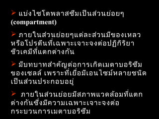  แบ่ง ไซโตพลำสซึม เป็น ส่ว นย่อ ยๆ
(compartment)
 ภำยในส่ว นย่อ ยๆแต่ล ะส่ว นมีข องเหลว
หรือ โปรตีน ที่เ ฉพำะเจำะจงต่อ ปฏิก ิร ิย ำ
ชีว เคมีท ี่แ ตกต่ำ งกัน
 มีบ ทบำทสำำ คัญ ต่อ กำรเกิด เมตำบอริซ ึม
ของเซลล์ เพรำะที่เ ยื่อ มีเ อนไซม์ห ลำยชนิด
เป็น ส่ว นประกอบอยู่
 ภำยในส่ว นย่อ ยมีส ภำพแวดล้อ มที่แ ตก
ต่ำ งกัน ซึ่ง มีค วำมเฉพำะเจำะจงต่อ
กระบวนกำรเมตำบอริซ ม      ึ            29
 