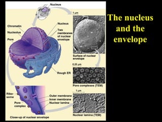 The nucleus
  and the
 envelope




         31
 