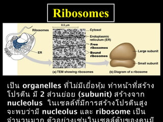 Ribosomes




เป็น organelles ที่ไ ม่ม ีเ ยือ หุ้ม ทำำ หน้ำ ที่ส ร้ำ ง
                              ่
โปรตีน มี 2 ส่ว นย่อ ย (subunit) สร้ำ งจำก
nucleolus ในเซลล์ท ี่ม ก ำรสร้ำ งโปรตีน สูง
                           ี
จะพบว่ำ มี nucleolus และ ribosome เป็น 35
 