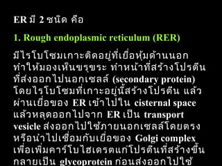 ER มี 2 ชนิด คือ
1. Rough endoplasmic reticulum (RER)
มีไ รโบโซมเกำะติด อยู่ท ี่เ ยื่อ หุ้ม ด้ำ นนอก
ทำำ ให้ม องเห็น ขรุข ระ ทำำ หน้ำ ที่ส ร้ำ งโปรตีน
ที่ส ง ออกไปนอกเซลล์ (secondary protein)
     ่
โดยไรโบโซมที่เ กำะอยู่น ส ร้ำ งโปรตีน แล้ว
                             ี้
ผ่ำ นเยื่อ ของ ER เข้ำ ไปใน cisternal space
แล้ว หลุด ออกไปจำก ER เป็น transport
vesicle ส่ง ออกไปใช้ภ ำยนอกเซลล์โ ดยตรง
หรือ นำำ ไปเชือ มกับ เยื่อ ของ Golgi complex
                ่
เพื่อ เพิ่ม คำร์โ บไฮเดรตแก่โ ปรตีน ที่ส ร้ำ งขึ้น
                                                 39
กลำยเป็น glycoprotein ก่อ นส่ง ออกไปใช้
 