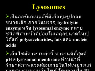Lysosomes
เป็น ออร์แ กเนลล์ท ี่ม ีเ ยือ หุ้ม รูป กลม
                              ่
ขนาดเล็ก ภายในบรรจุ hydrolytic
enzyme หรือ lysosomal enzyme หลาย
ชนิด ที่ท ำา หน้า ที่ย ่อ ยโมเลกุล ขนาดใหญ่
ได้แ ก่ polysaccharides, fats และ nucleic
acids
เอ็น ไซม์ต ่า งๆเหล่า นี้ ทำา งานดีท ี่ส ุด ที่
pH 5 lysosomal membrane ทำา หน้า ที่
รัก ษาสภาพแวดล้อ มภายในให้เ หมาะแก่         46

                                                 +
 