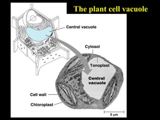 The plant cell vacuole




                    52
 