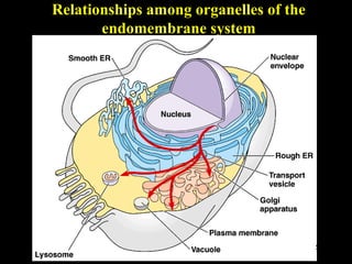 Relationships among organelles of the
       endomembrane system




                                        53
 