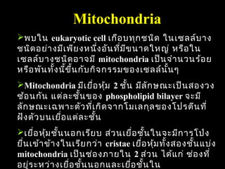 Mitochondria
พบใน eukaryotic cell เกือ บทุก ชนิด ในเซลล์บ าง
ชนิด อย่า งมีเ พีย งหนึง อัน ทีม ข นาดใหญ่ หรือ ใน
                           ่    ่ ี
เซลล์บ างชนิด อาจมี mitochondria เป็น จำา นวนร้อ ย
หรือ พัน ทัง นีข ึ้น กับ กิจ กรรมของเซลล์น น ๆ
           ้ ้                             ั้
Mitochondria มีเ ยือ หุม 2 ชั้น มีล ัก ษณะเป็น สองวง
                        ่ ้
ซ้อ นกัน แต่ล ะชั้น ของ phospholipid bilayer จะมี
ลัก ษณะเฉพาะตัว ทีเ กิด จากโมเลกุล ของโปรตีน ที่
                      ่
ฝัง ตัว บนเยือ แต่ล ะชั้น
             ่
เยื่อ หุม ชั้น นอกเรีย บ ส่ว นเยื่อ ชั้น ในจะมีก ารโป่ง
         ้
ยืน เข้า ข้า งในเรีย กว่า cristae เยือ หุม ทัง สองชั้น แบ่ง
  ่                                   ่ ้ ้
mitochondria เป็น ช่อ งภายใน 2 ส่ว น ได้แ ก่ ช่อ งที่  56
อยูร ะหว่า งเยือ ชั้น นอกและเยือ ชั้น ใน
    ่            ่               ่
 