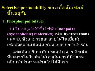 Selective permeability ของเยือ หุ้ม เซลล์
                             ่
   ขึ้น อยูก ับ
           ่
1. Phospholipid bilayer
   1.1 โมเลกุล ไม่ม ีข ั้ว ไฟฟ้า (nonpolar
  (hydrophobic) molecules) เช่น hydrocarbons
  และ O2 ซึ่ง สามารถละลายได้ใ นเยื่อ หุ้ม
  เซลล์จ ะผ่า นเยื่อ หุ้ม เซลล์ไ ด้ง า ยกว่า สารอื่น
                                     ่
      และเมือ เปรีย บเทีย บระหว่า งสาร 2 ชนิด
             ่
  ที่ล ะลายในไขมัน ได้เ ท่า กัน สารที่ม ีข นาด
  เล็ก กว่า สามารถผ่า นไปได้ด ีก ว่า
                                                 63
 