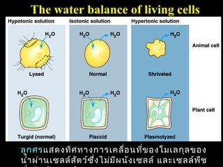 The water balance of living cells




ลูก ศรแสดงทิศ ทางการเคลื่อ นทีข องโมเลกุล ของ
                                        ่
                                                     72
นำ้า ผ่า นเซลล์ส ต ว์ซ ึ่ง ไม่ม ผ นัง เซลล์ และเซลล์พ ช
                 ั              ี                     ื
 