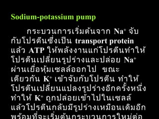 Sodium-potassium pump
     กระบวนการเริ่ม ต้น จาก Na+ จับ
กับ โปรตีน ซึ่ง เป็น transport protein
แล้ว ATP ให้พ ลัง งานแก่โ ปรตีน ทำา ให้
โปรตีน เปลี่ย นรูป ร่า งและปล่อ ย Na+
ผ่า นเยือ หุ้ม เซลล์อ อกไป ขณะ
        ่
เดีย วกัน K+ เข้า จับ กับ โปรตีน ทำา ให้
โปรตีน เปลี่ย นแปลงรูป ร่า งอีก ครั้ง หนึ่ง
ทำา ให้ K+ ถูก ปล่อ ยเข้า ไปในเซลล์
แล้ว โปรตีน กลับ มีร ูป ร่า งเหมือ นเดิม อีก
                                          77
 