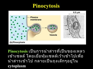 Pinocytosis




Pinocytosis เป็น การนำา สารที่เ ป็น ของเหลว
เข้า เซลล์ โดยเยื่อ หุ้ม เซลล์เ ว้า เข้า ไปเพื่อ
นำา สารเข้า ไป กลายเป็น ถุง เล็ก ๆอยูใ น  ่
                                                 85
cytoplasm
 