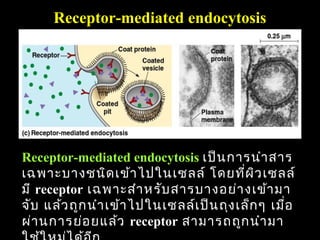 Receptor-mediated endocytosis




Receptor-mediated endocytosis เป็น การนำา สาร
เฉพาะบางชนิด เข้า ไปในเซลล์ โดยที่ผ ิว เซลล์
มี receptor เฉพาะสำา หรับ สารบางอย่า งเข้า มา
จับ แล้ว ถูก นำา เข้า ไปในเซลล์เ ป็น ถุง เล็ก ๆ เมื่อ
ผ่า นการย่อ ยแล้ว receptor สามารถถูก นำา มา 86
 