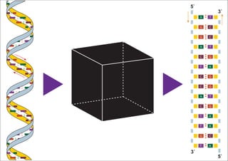 A T
A T
A T
G C
G C
GC
GC
GC
GC
T A
T A
T A
G C
T A
5`
5`
3`
3`
 