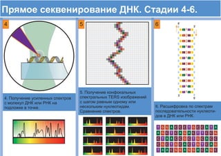 4 5 6
4
5
6
A T
A T
A T
G C
G C
GC
GC
GC
GC
T A
T A
T A
5`
5`
3`
3`
C
C
C
C C
G
C
A G
C
AG
C A
G
AG
C
T AG C
A
C
A
C
T
A GC T
A
G
A
C
T
A
G
CA
C
T
G
C G
A
G
C
T
T
GC TG
C
AC
A
GC
T
T C
A
G
T
C
C
T G
 