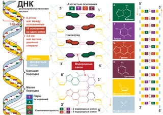O
H2
C
O
P
-
O
O OH
P
-
O
O O
O
H2
C
O
N
N
N
N
N
H
H
N
H3
C
N
O
O
H
P
O-
OO
O
H2
C
O
OH
O
H2
C
O
HO
N
H
H
N
N
N
N
O
H N
O
N
H
H
N
P
O-
OHO
N
N
NH2
O
N
N
N
N
NH2
N
N O
H
O
H3
C
N
H
H
N
N
N
N
O
H
O
H2
C
O
A T
A T
A T
G C
G C
GC
GC
GC
GC
T A
T A
T A
G C
T A
O
H2
C
O
P
-
O
O OH
P
-
O
O O
O
H2
C
O
P
O-
O
O
O
H2
C
O
OH
O
H2
C
O
HO
P
O-
OHO
P
-
O
O O
O
H2
C
O
P
-
O
O O
O
H2
C
O
O
H2
C
O
O
H2
C
O
P
O-
O
O
P
O-
O
O
P
-
O
O O
5`
5`
3`
3`
5`
5`
5`
5`
3`
3`
3`
3`
A
C
T
G
A CT G
A T
G C
 