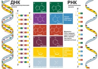 N
N
NH2
O
N
N
N
N
NH2
N
N O
H
O
H3
C
N
H
H
N
N
N
N
O
H
O
H2
C
O
A T
A T
A T
G C
G C
GC
GC
GC
GC
T A
T A
T A P
-
O
O O
5`
5`
3`
3`
A
A
A
G
G
C
C
C
U
U
U
G
U
5`
3`
N
N
NH2
O
N
N
N
N
NH2
N
H
H
N
N
N
N
O
H
O
H2
C
O
OH
P
-
O
O O
N
N O
H
O
 