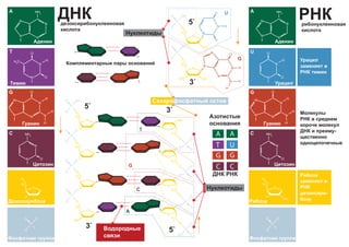 N
N
NH2
O
N
N
N
N
NH2
N
N O
H
O
H3
C
N
H
H
N
N
N
N
O
H
O
H2
C
O
P
-
O
O O
N
N
NH2
O
N
N
N
N
NH2
N
H
H
N
N
N
N
O
H
O
H2
C
O
OH
P
-
O
O O
N
N O
H
O
O
H2
C
O
P
-
O
O OH
P
-
O
O O
O
H2
C
O
P
O-
O
O
O
H2
C
O
OH
O
H2
C
O
HO
P
O-
OHO
P
-
O
O O
O
H2
C
O
P
-
O
O O
O
H2
C
O
O
H2
C
O
O
H2
C
O
P
O-
O
O
P
O-
O
O
5`
5`
3`
3`
A
C
T
G
P
-
O
O OH
P
-
O
O O
O
H2
C
O
OH
O
H2
C
O
HO OH
N
H
H
N
N
N
N
O
H
N
N
O
O
H
5`
3`
A
C
U
G
 