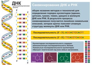 A T
A T
A T
G C
G C
GC
GC
GC
GC
T A
T A
T A
5`
5`
3`
3`
N
H
H
N
N
N
N
O
H
N
N O
H
O
H3
C
N
N
N
N
NH2
N
N
NH2
O
AGGACTCCACTT
TTCACCTCAGGA
A T
A T
A T
G C
G C
GC
GC
GC
GC
T A
T A
T A
 