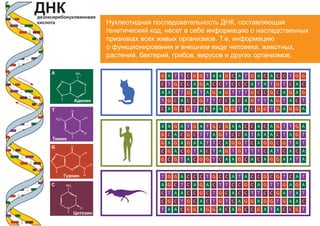N
N
NH2
O
N
N
N
N
NH2
N
N O
H
O
H3
C
N
H
H
N
N
N
N
O
H
C
T
A
G
C
T A G
C
T
AG
C
T
A
GC T A GC T
A
G
C
A
GC
T
A
G
C
T
A
G
C TA GC
T
A
G
C
T A
G
C
A
G
C
T
A
G
C
T
A
G
C
T
A
G
C T
AGC
T
A GC
A
G
C
T AG
C
T
A GC T
A
GC T A G
C
T A
G
C
A
GC
T
A GC
T
A G
C
T
A
G
C
T
A
G
C
T
AG
C
A
C
T
AG
T
A G
C A
G
C
T A GC T
AG
C
GC
T
A
G
C
A
TA
G
C
T
GT
A
C
A
G
T
A
G TG
C
A
G
A GC A G C TA G
C
T
C
G
A
T C
T
G
C A
C
T
G
C
A G
C
T
AG
C
T
A
G
AG
C
T AG C
A
G
C
A
G
C
T
G
C
T
A GC T
A
G
C
T
A
G
C
A
C
T G
C
T
A
G
C
T
A
C
T
AG
C T
A
G
C
A
G
C
T
AG
CT
A
GC T
A
G
C T
A
G
C
T A
G
C
A
GC
T
AG C
T
AG
C
TA
G
C
T
A
G
C T
AG
C
A
A
A
A
AA
CAC C ATC TTG AG CTG
C
T A G TA C
T
AG TT G C AC GAC AG CA GCA G AT
G
AG
C
 